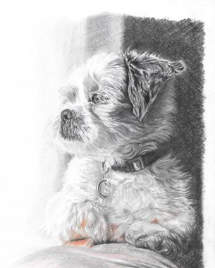 Dog April 2022, . Pencil drawing by Katerina Wood