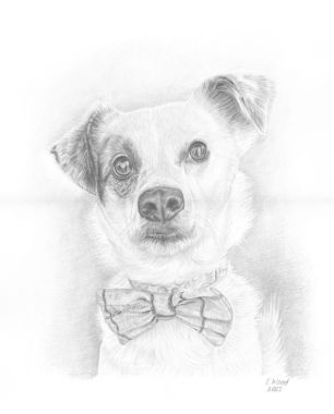 Murphy, . Pencil drawing by Katerina Wood